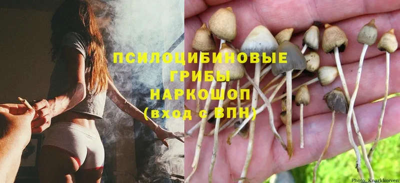 площадка какой сайт  наркошоп  Гусиноозёрск  Галлюциногенные грибы MAGIC MUSHROOMS 